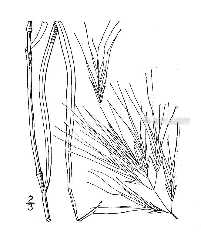 古董植物学植物插图:Bromus Madritensis, Compact chess